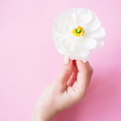 White ranunculus in feminine hand on pink background. Flat lay, top view. Beauty blog background.