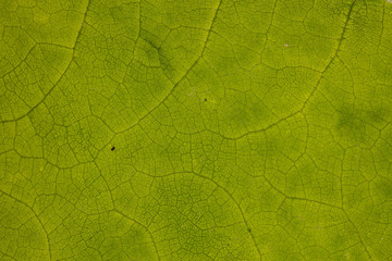Closeup on the structure of a green leaf