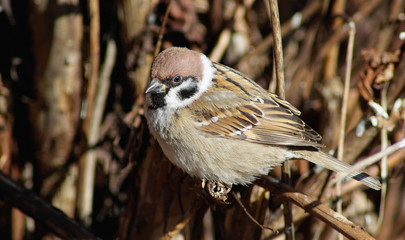 Sparrow sits on a branch on a blurred background of dry bushes.
