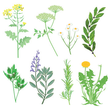 Kr&auml;uter und Heilpflanzen. Botanische Illustration
