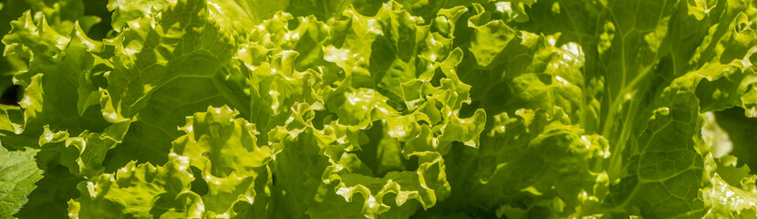 Fundo verde de folhas de alface.