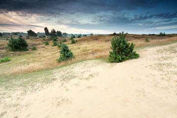 little pine trees growing on dunes