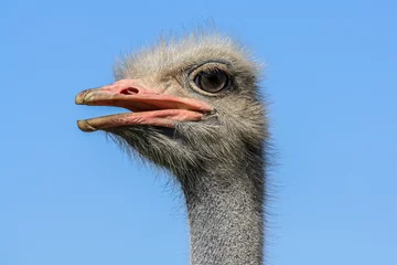 Fotobehang head of an ostrich © metelevan
