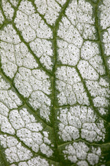 Closeup of a structure of a white green leaf