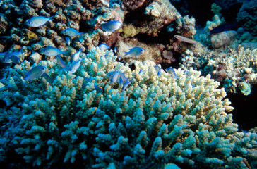 Naklejka na ściany i meble School of little blue fish swimming above a white Coral