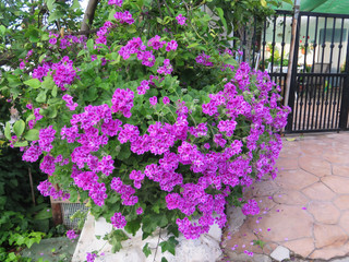 Pelargonium on garden wall