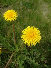 Two dandelion blossom detail
