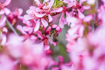 Bee polling pink flower almond dwarf in garden, spring time.