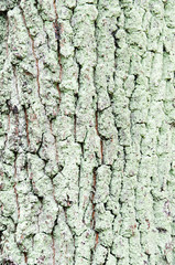 Mossed pine bark