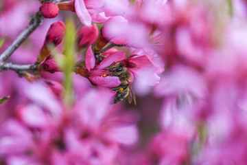 Bee polling pink flower almond dwarf in garden, spring time.