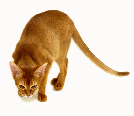 Purebred abyssinian cat