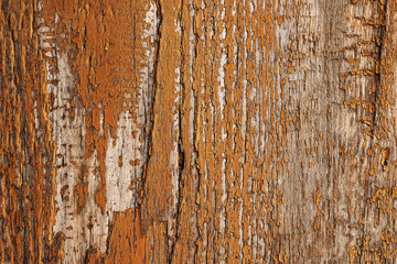 Wood background or texture, natural