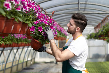 Fototapeta na wymiar happy male nursery worker trimming plants in greenhouse