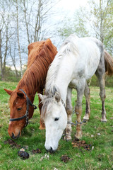 Naklejka na ściany i meble Two horses white and chestnut coloured one are put out to grass