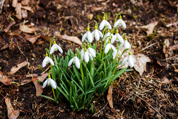 Fresh first snowdrops blooming