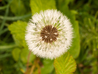 white dandelion head outside in spring wet