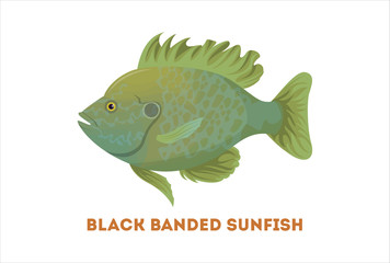 Isolated sunfish fish on white background. Fresh food.