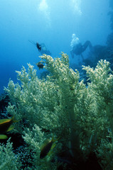 Naklejka na ściany i meble Gorgonian with divers in the background
