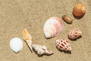 Landscape with conch on tropical beach