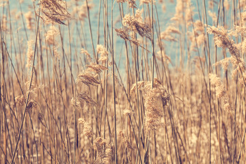 Dried out reeds near lake - obrazy, fototapety, plakaty