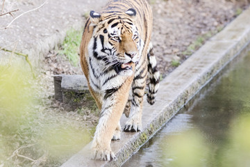 Bengal tiger roaring beside the water