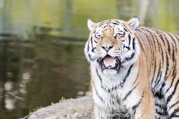 Bengal tiger roaring beside the water