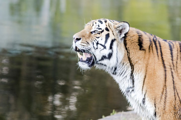 Bengal tiger roaring beside the water