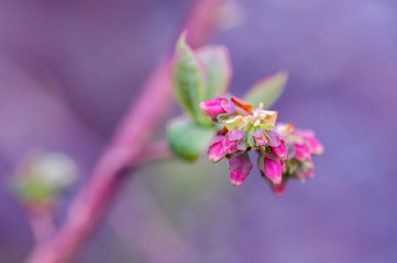 Bushes of blueberries in bloom in spring