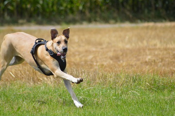 rennende Dogge