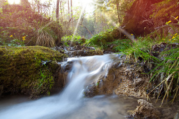 creek in forest