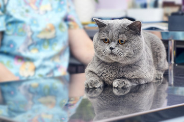 Male british short-hair cat at the doctor's appointment in veterinary clinic