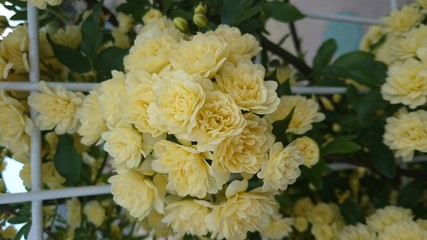 可愛い花