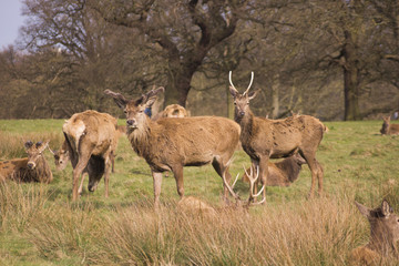 Naklejka na ściany i meble Deers in Richmond Queens’ Park in London 