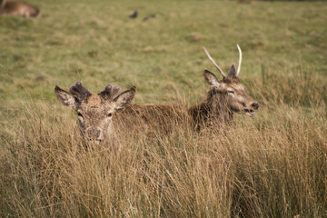 Deers in Richmond Queens’ Park in London 