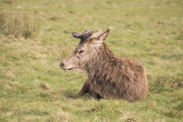 Deers in Richmond Queens’ Park in London 