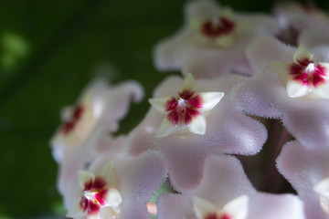 Obraz premium Detail of flowers of wax plant