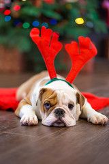Cute puppy english bulldog with deer head cornuted on red carpet close to Christmas tree with xmas...