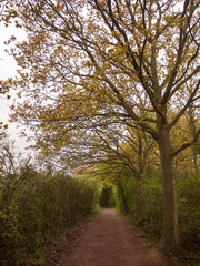 pathway through a forest for walking and peace