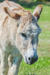 Fototapeta premium Donkey in a field, head