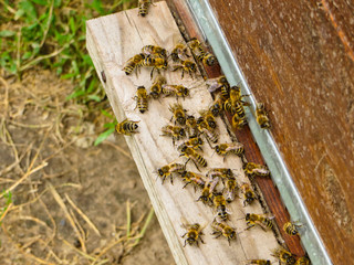 Honey bees at the entrance to their beehive