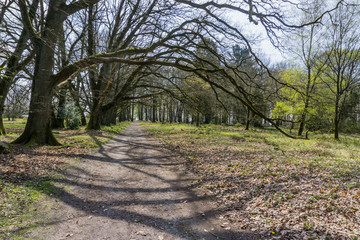 Old oak trees hanging over a hiking trail
