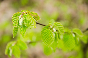 Buds of leaves in early spring