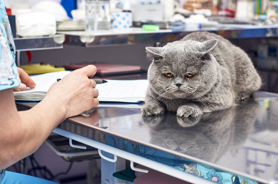 Veterinarian Writes A Prescription For The Male British Short-hair Cat  In Veterinary Clinic