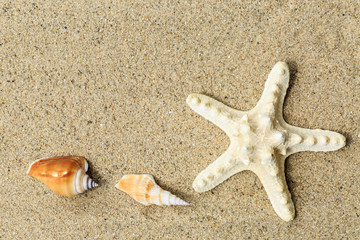Fototapeta na wymiar starfish and conch on sandy beach