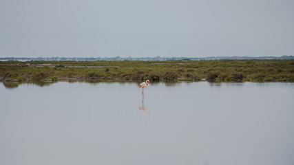 Pink flamingo in a swamp in the Camargue, cloudy day