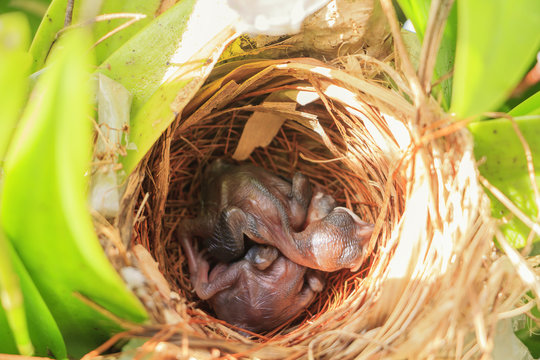 Two bulbul chicks in nest in morning