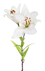 isolated two blooms white lily flower