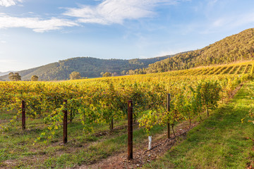 Fototapeta na wymiar Beautiful vineyard at sunset. Autumn in Australia