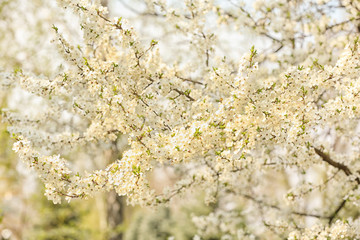 Blooming fruit tree in spring garden