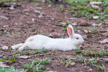 White rabbit on the grass.